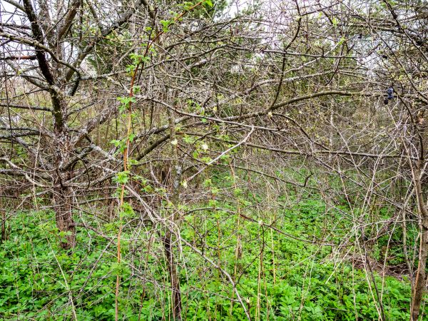 Underbrush Clearing in Huntington Beach